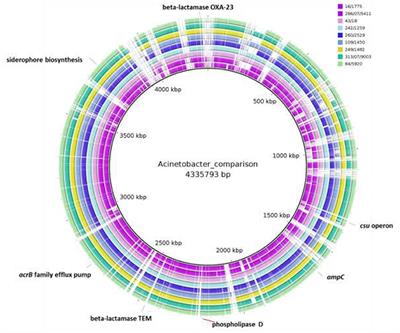 Diversity and Antibiotic Susceptibility of Acinetobacter Strains From Milk Powder Produced in Germany